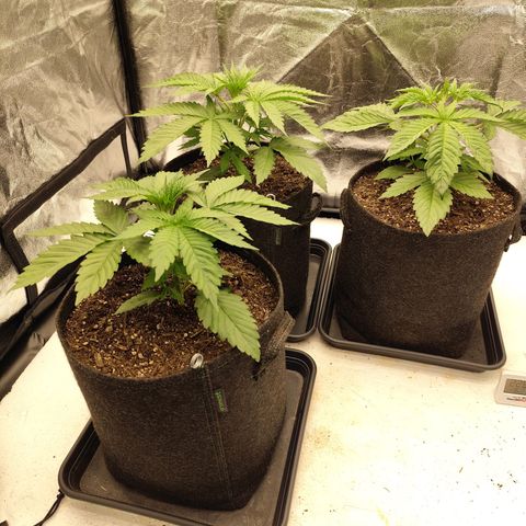 Master Kush growlog timeline photo