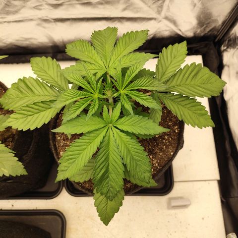 Master Kush growlog timeline photo