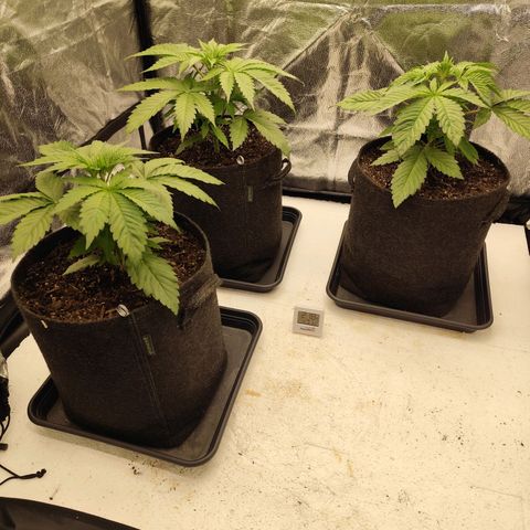 Master Kush growlog timeline photo