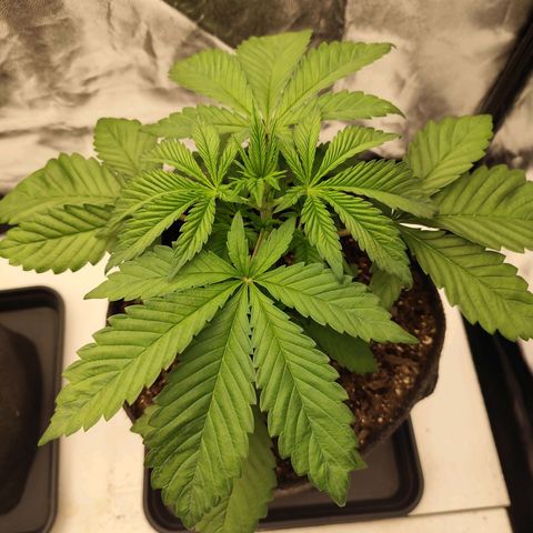 Master Kush growlog timeline photo