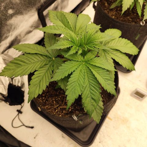 Master Kush growlog timeline photo