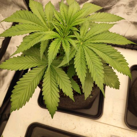 Master Kush growlog timeline photo