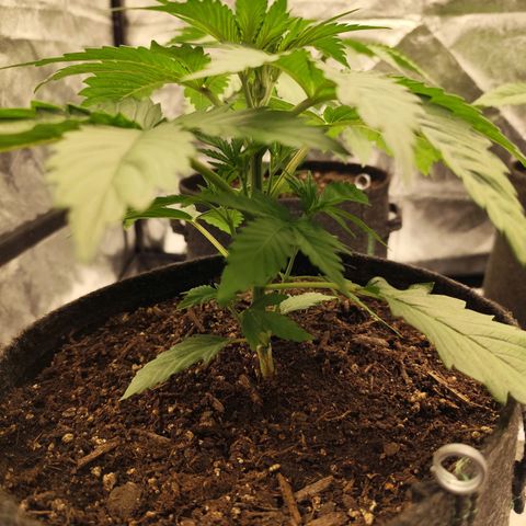 Master Kush growlog timeline photo