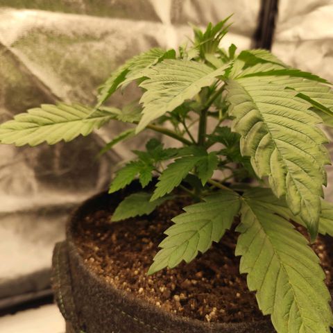 Master Kush growlog timeline photo