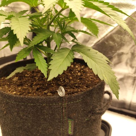 Master Kush growlog timeline photo