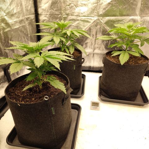 Master Kush growlog timeline photo