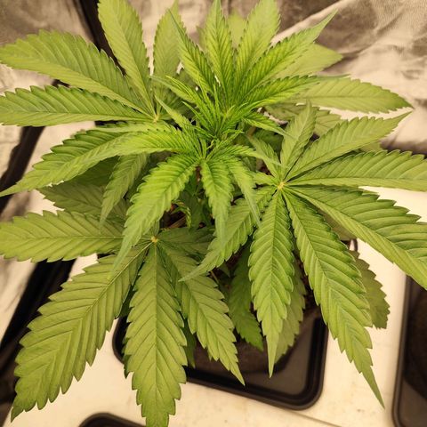Master Kush growlog timeline photo