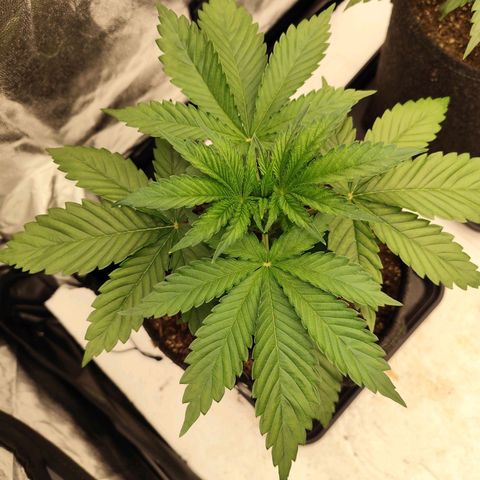 Master Kush growlog timeline photo