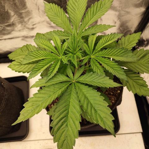 Master Kush growlog timeline photo