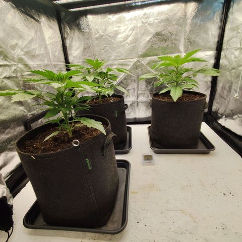 Master Kush growlog timeline photo