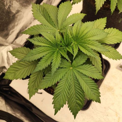 Master Kush growlog timeline photo