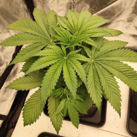 Master Kush growlog timeline photo