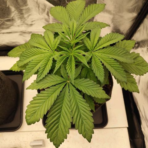 Master Kush growlog timeline photo