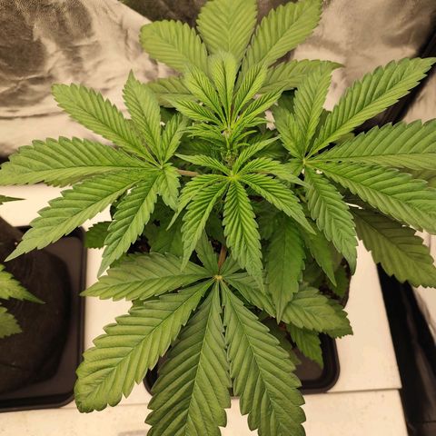 Master Kush growlog timeline photo