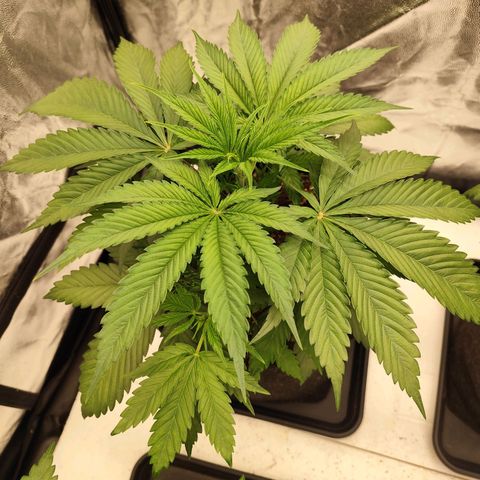 Master Kush growlog timeline photo