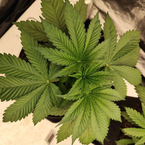 Master Kush growlog timeline photo