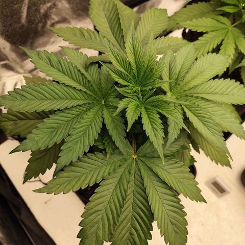 Master Kush growlog timeline photo