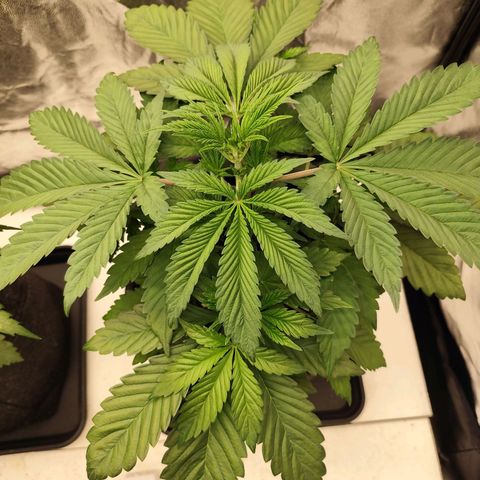 Master Kush growlog timeline photo