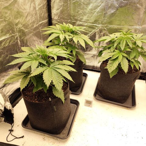 Master Kush growlog timeline photo