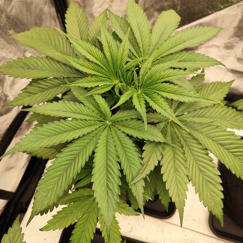 Master Kush growlog timeline photo