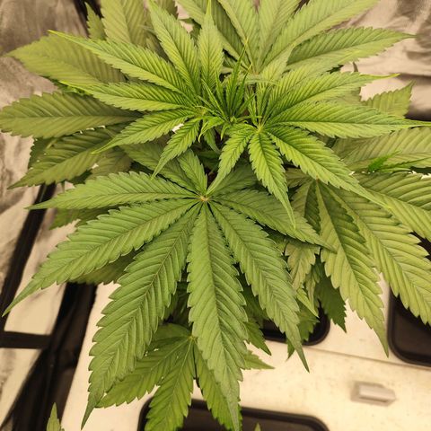 Master Kush growlog timeline photo