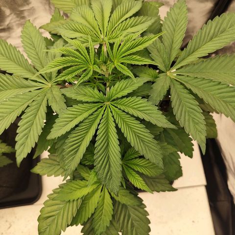 Master Kush growlog timeline photo