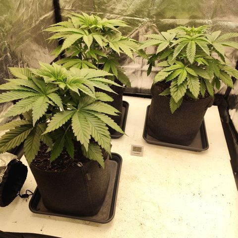 Master Kush growlog timeline photo