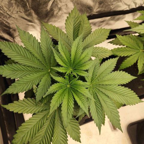 Master Kush growlog timeline photo