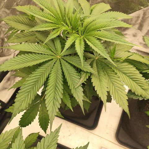 Master Kush growlog timeline photo