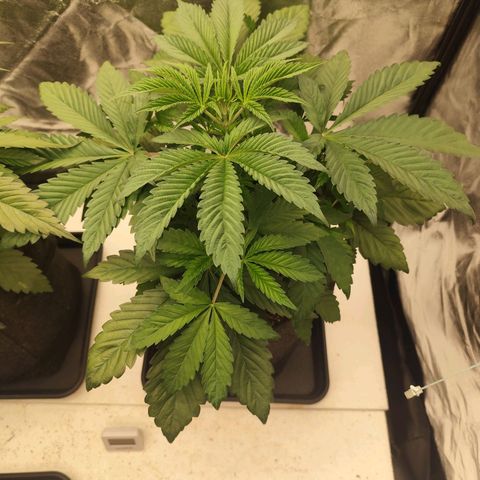 Master Kush growlog timeline photo