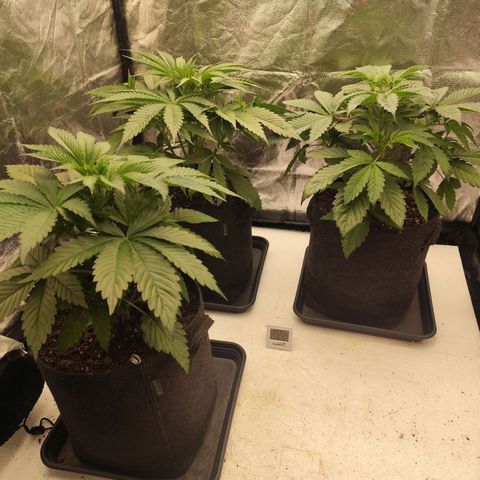 Master Kush growlog timeline photo