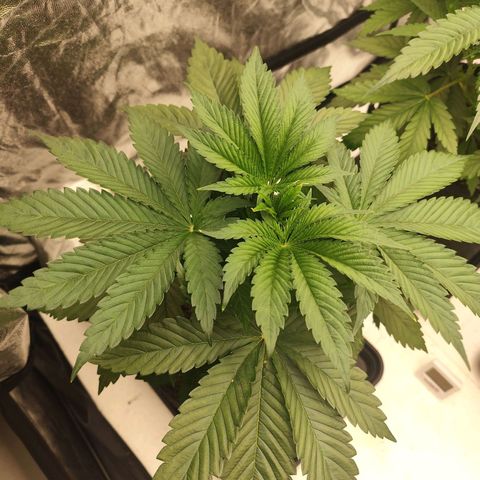 Master Kush growlog timeline photo