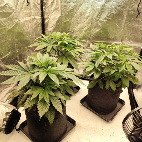 Master Kush growlog timeline photo