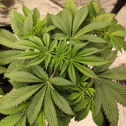 Master Kush growlog timeline photo