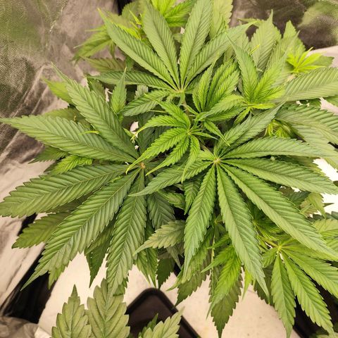 Master Kush growlog timeline photo