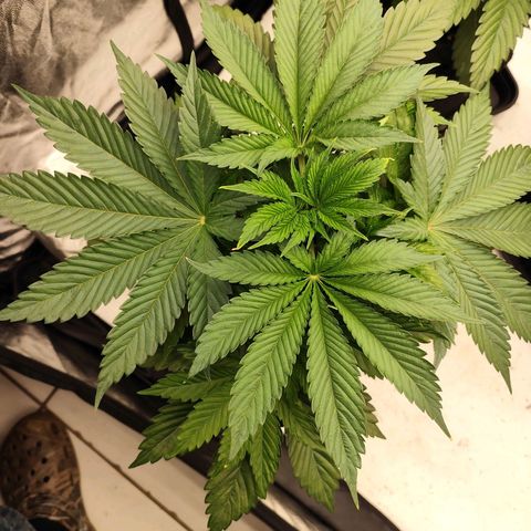 Master Kush growlog timeline photo