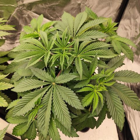 Master Kush growlog timeline photo