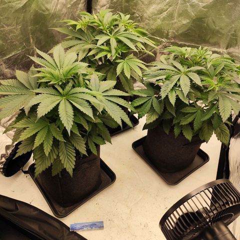 Master Kush growlog timeline photo