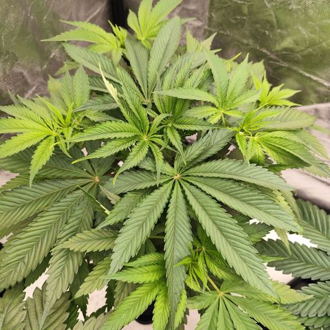 Master Kush growlog timeline photo