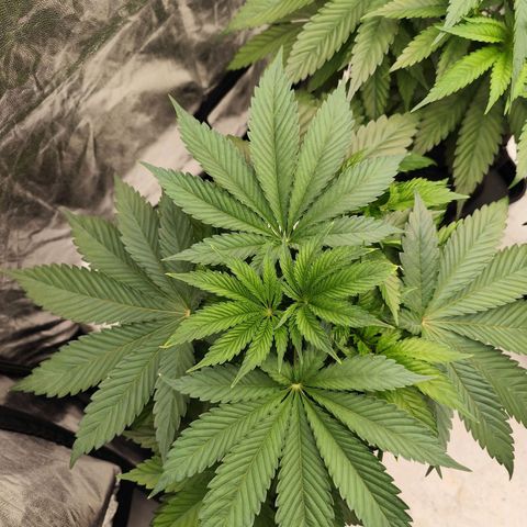 Master Kush growlog timeline photo