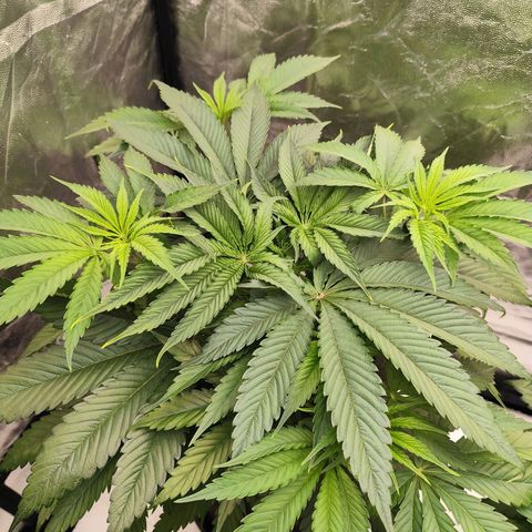 Master Kush growlog timeline photo