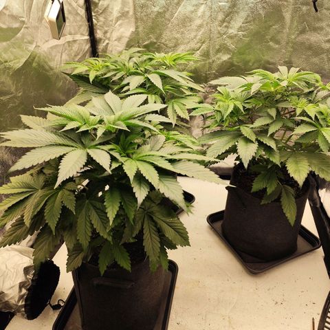 Master Kush growlog timeline photo