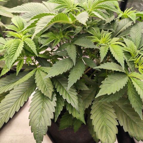 Master Kush growlog timeline photo