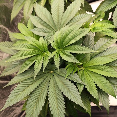 Master Kush growlog timeline photo