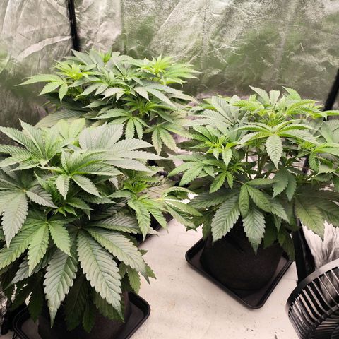 Master Kush growlog timeline photo