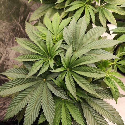 Master Kush growlog timeline photo