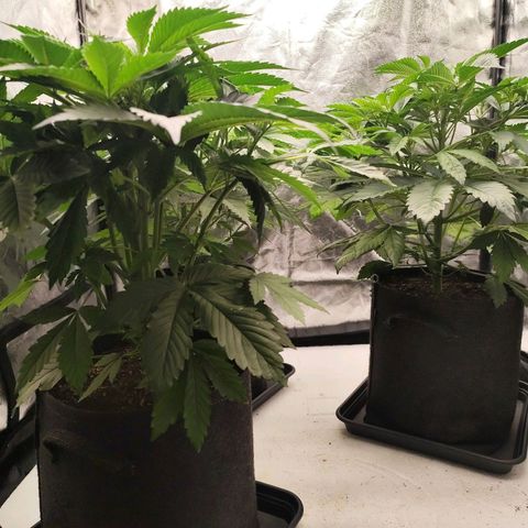 Master Kush growlog timeline photo