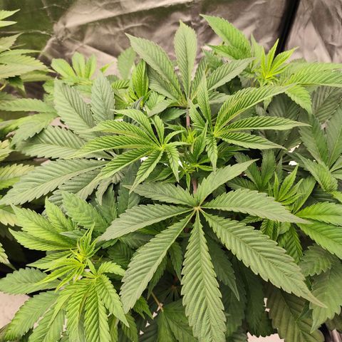 Master Kush growlog timeline photo