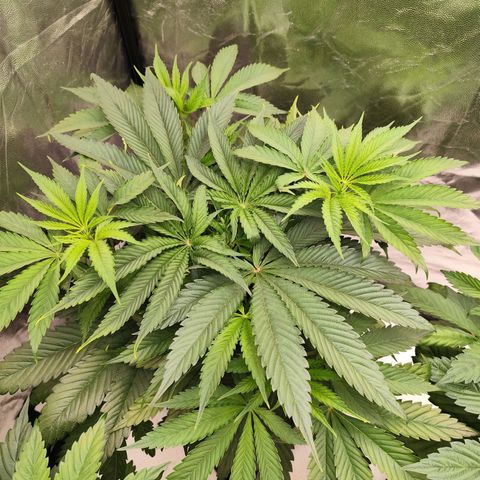 Master Kush growlog timeline photo