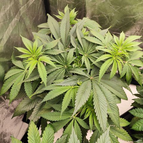 Master Kush growlog timeline photo
